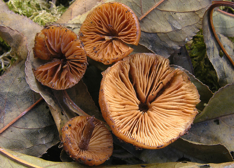 Galerina da determinare n�21.